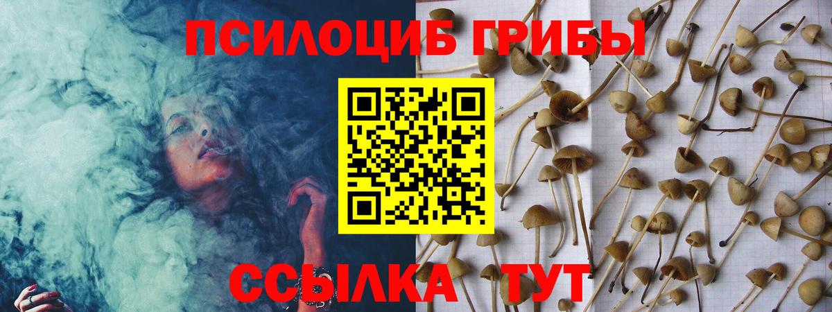 Псилоцибиновые грибы Cubensis Вышний Волочёк
